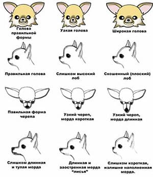 Голова чихуахуа