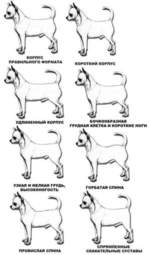 Корпус чихуахуа
