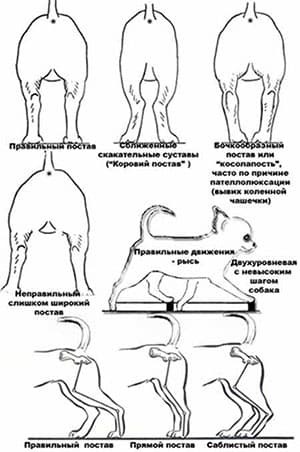 Конечности и движения чихуахуа