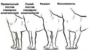 Постав передних конечностей чихуахуа