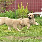Испанский мастиф