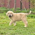 Испанский мастиф