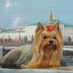 Йоркширский терьер