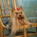 Йоркширский терьер