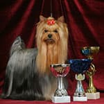 Йоркширский терьер